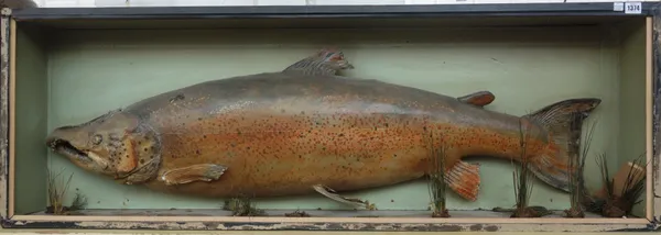 Taxidermy; a large stuffed salmon, late 19th century, set against a naturalistic backdrop in an ebonised wooden case (a.f), 134cm wide.