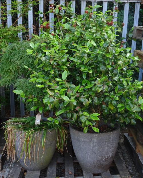 A set of three 20th conical granite jardinières, two planted with camellias, the other with a green acer, the jardinières 52cm diameter x 47cm high, (