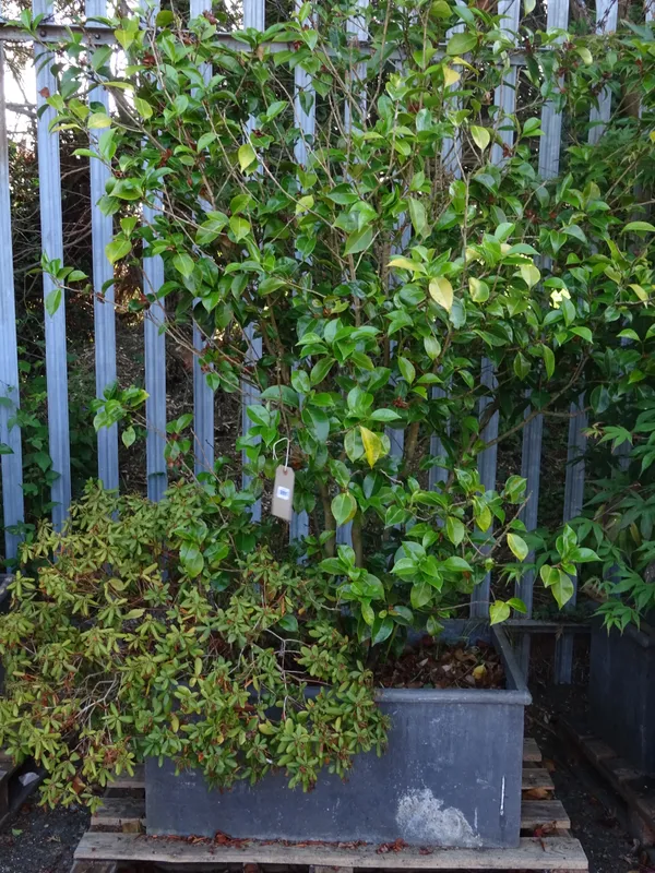 A pair of 20th century rectangular lead troughs, one trough planted with a camellia and another green leaved shrub, (2).
