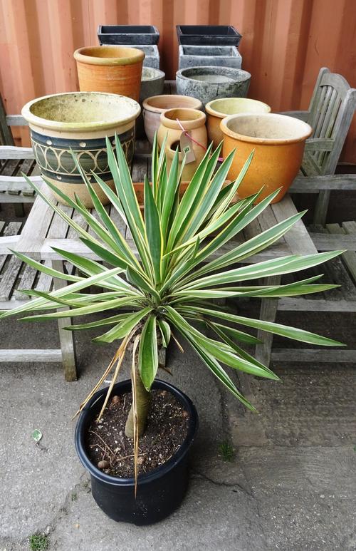 A group of seven 20th century terracotta planters of various sizes, a group of six resin planters, and a yucca plant, (14).  OUT