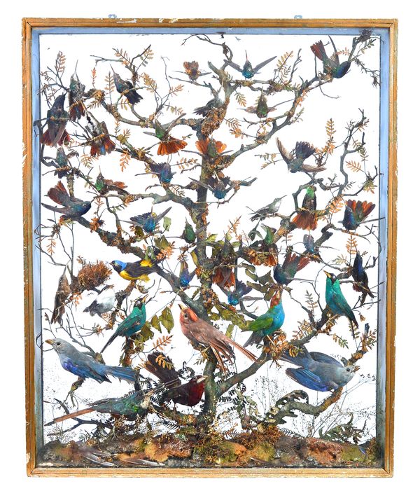 Taxidermy; a collection of forty exotic wild birds, late 19th century, mounted as one atop a naturalistic spreading branch, framed and glazed, visible