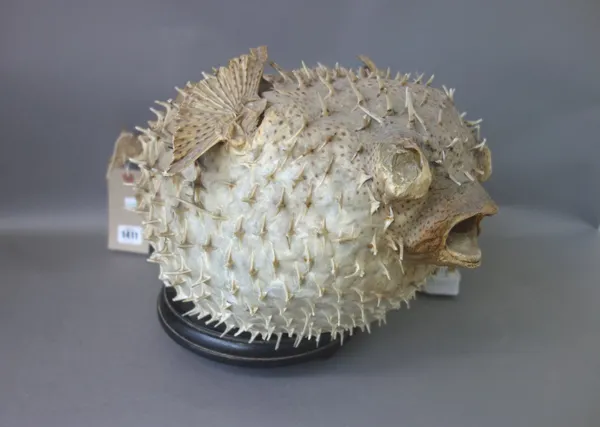 Taxidermy; a 'pufferfish' table lamp, early 20th century, on a circular wooden base, 25cm high.