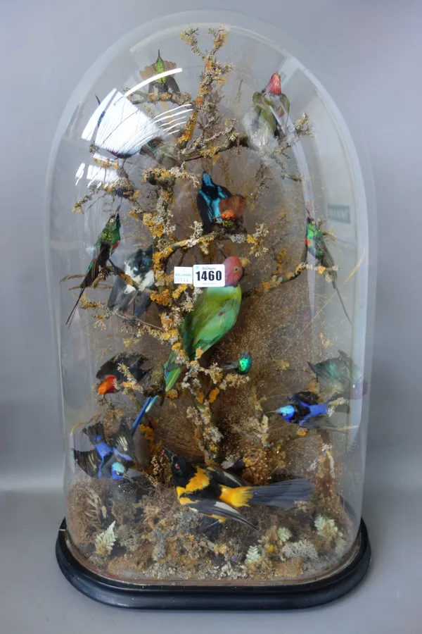 Taxidermy; seventeen stuffed and mounted exotic birds, 19th century, under a glass dome on an ebonised base.  Illustrated