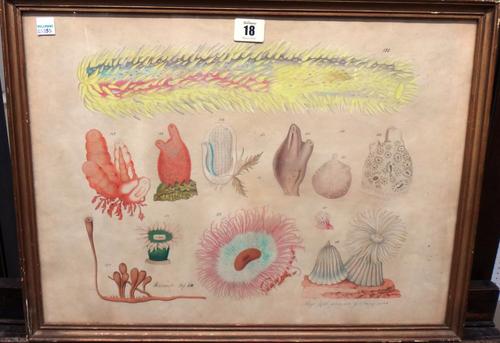 After Alloys Zoll, Sea Urchins, chromolithograph, 38cm x 48cm.  N1