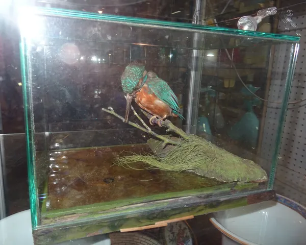Taxidermy, a kingfisher in a glass case.  C