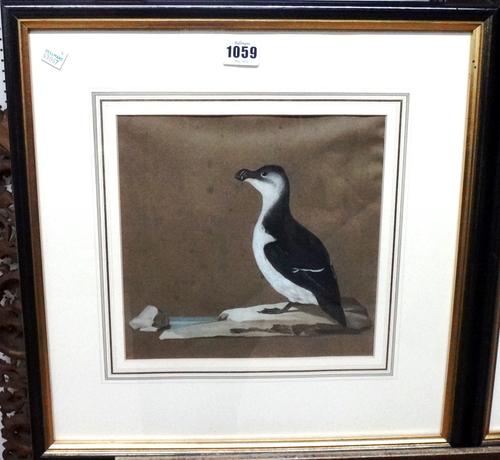 German School (19th century), Studies of Reedling; Carnival Razor Bill, and another species of duck, four, three watercolours, one pen and ink, the la