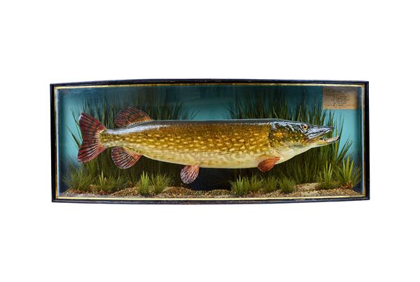J. Cooper & Sons, taxidermy; a pike set against a naturalistic ground, in a glazed bowfront case, gilt lettered 'Vachery Pike 20lbs', with presentatio