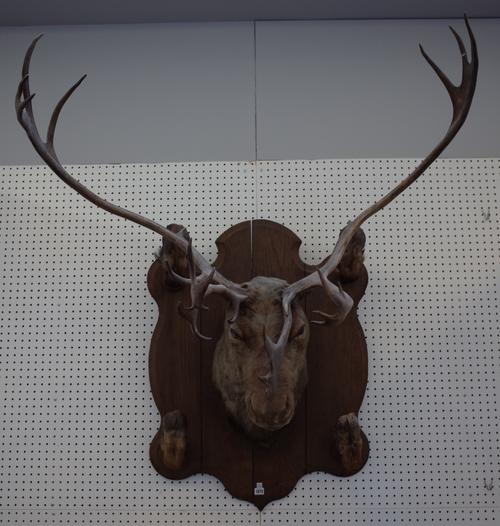 Taxidermy; a stuffed Caribou head and antlers, late 19th century, mounted on a large oak shield back, the head flanked top and bottom by four mounted