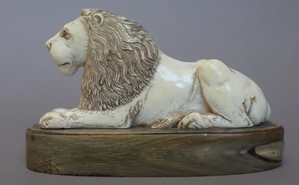 An early 19th century carved ivory lion desk weight, modelled seated on an oval horn base, 11.2cm wide.