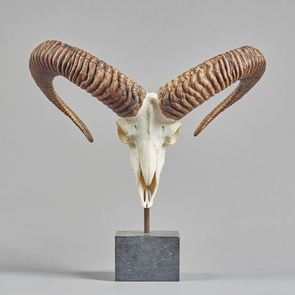 Goat skull and horns mounted on a hardstone square plinth, 44cm high. Illustrated.