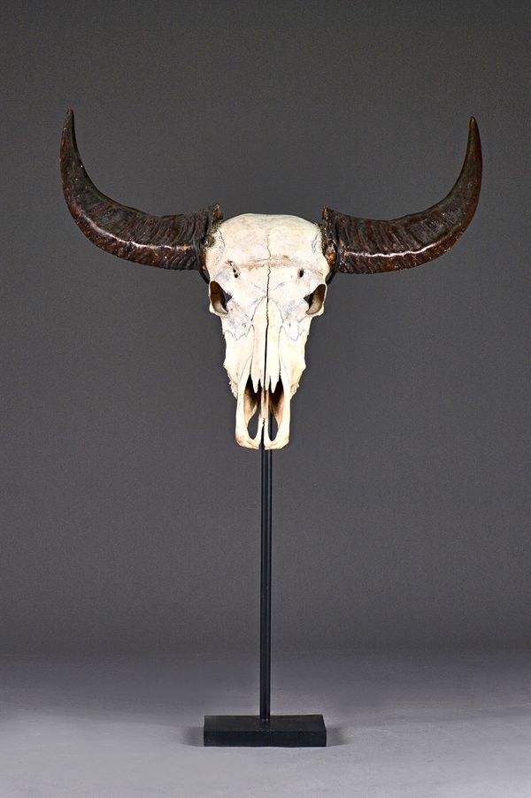 A cattle skull and horns mounted on a metal stand, 114 cm high overall. Illustrated.