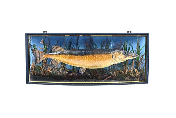 Taxidermy; a Victorian stuffed pike by W. Howlett Newmarket, set against a naturalistic back drop in an ebonised bowfront case, paper trade label to i