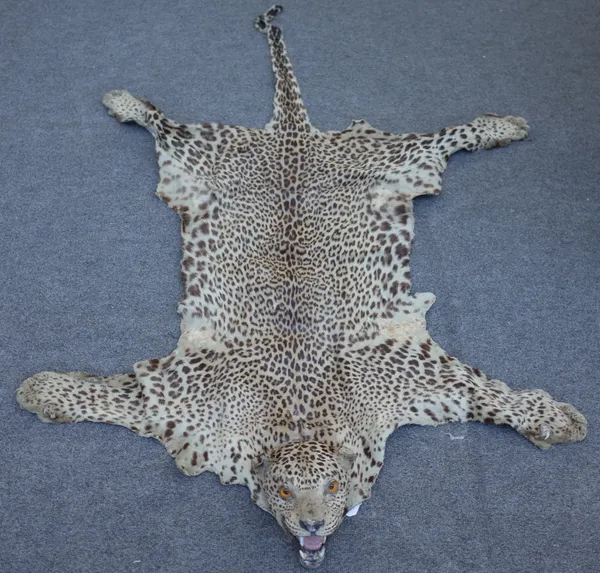 Taxidermy; a 19th century, leopard skin with full head mount, 185cm.