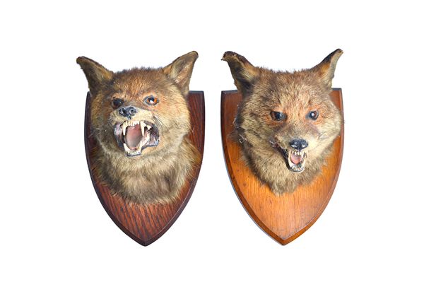 Taxidermy; two stuffed foxes heads, early 20th century, each mounted on an oak shield back with paper trade for 'L.W. BARTLETT & SONS, 28 HIGH ST, BAN