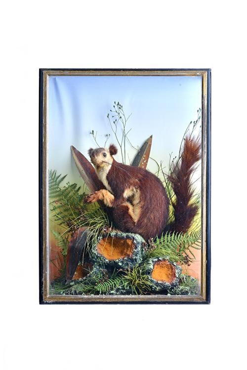 Taxidermy; a red and white flying stuffed squirrel, late 19th century, set against a naturalistic ground in an ebonised, glazed rectangular case, trad