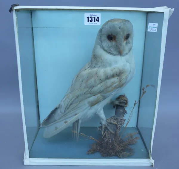 Taxidermy; a stuffed barn owl, a long tail duck and two red legged partridge, each displayed in a rectangular glazed case. The tallest 38cm. (3)