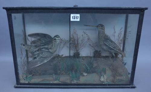 Taxidermy; two stuffed corncrakes, late 19th century, set against a naturalistic ground in an ebonised rectangular glazed case, trade label to rear 'I