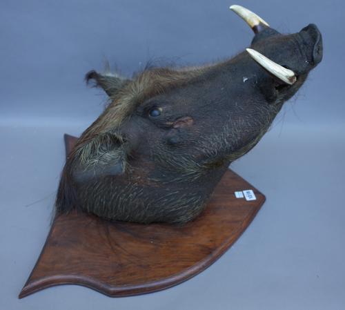Taxidermy; a stuffed warthog's head, early 20th century mounted on a walnut shield shaped plaque, 43cm protrusion.