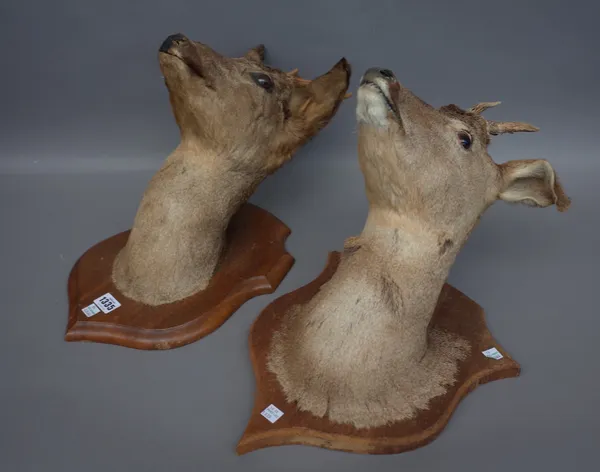 Taxidermy; six stuffed deer heads, mid-20th century, each mounted on a wooden shield back, with applied plaque detailed 'TOUSSICOURT 14 JANVIER 1961'.