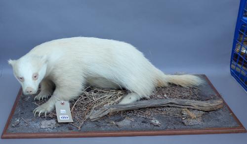 Taxidermy; a stuffed albino badger, 20th century, modelled on a naturalistic rectangular wooden base, 87cm wide.