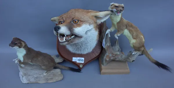 Taxidermy; five stuffed and mounted animal groups, 20th century, comprising; Barn owl, two stoats, an ermine group and a fox's head. (5)