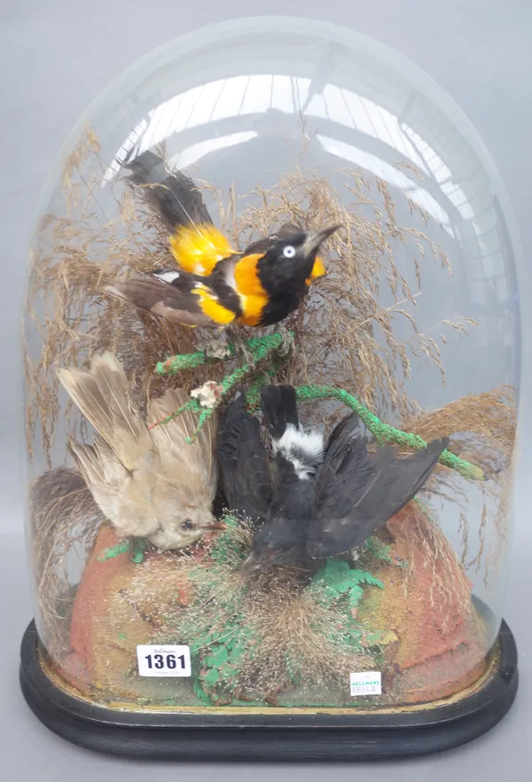 Taxidermy; Three stuffed wild birds including a golden oriole, late 19th century, mounted against a naturalistic ground, housed under an oval glass do