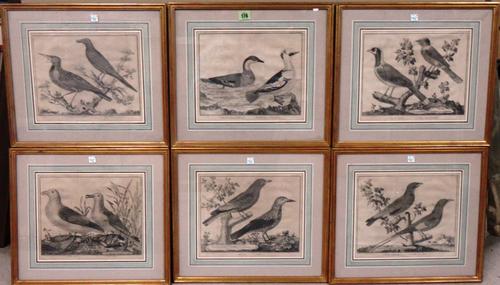 After Martinet, Studies of birds, six engravings, each 23cm x 28cm.(6)  ROSTRUM