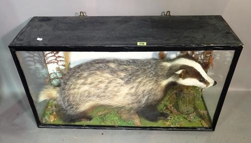 Taxidermy; a cased adult badger, 97cm.  BAY 2