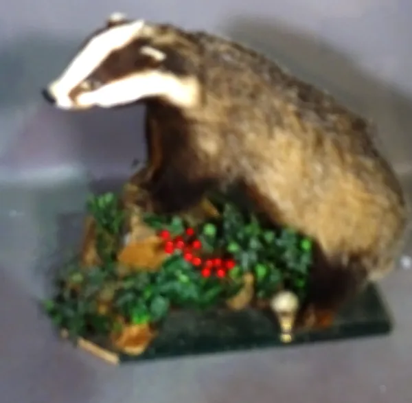 Taxidermy; an adult badger on naturalistic base, 79cm.   F5