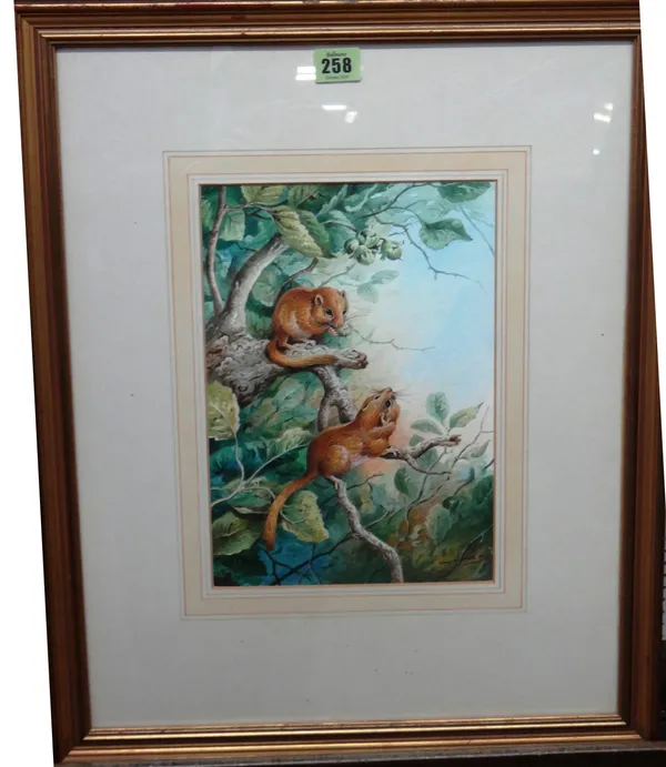 Carl Donner (20th century), Squirrels, watercolour, signed, 29cm x 20cm.  D1