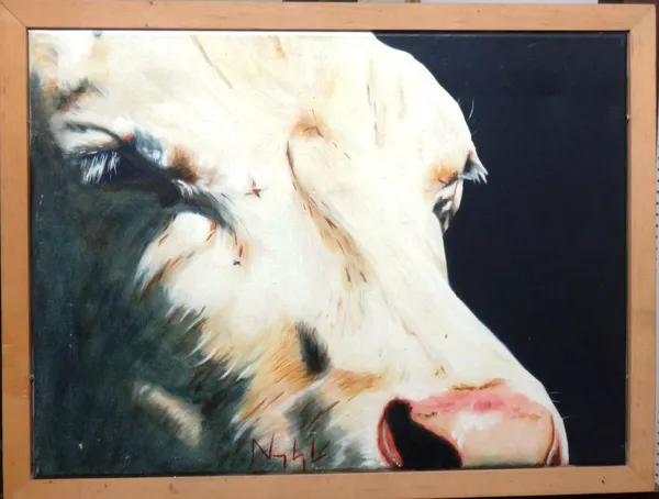 British School (contemporary), Cow study, oil on canvas, indistinctly signed, 40cm x 55cm.  D1