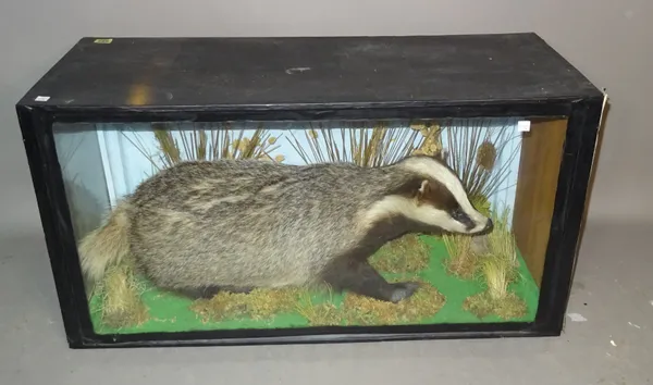 Taxidermy; a cased adult badger, 106cm.   BAY 3