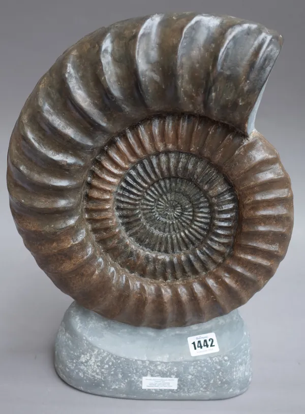 A polished Arietitid Ammonite, Low Lias, Monmouth Beach, Lyme Regis, Dorset, approx 200 million years old, 33cm diameter.