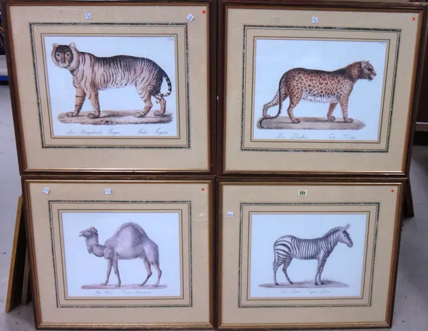 Panther; Tiger; Zebra; Camel, a group of four reproduction prints, each approx 30.5cm x 39cm.(4)  D1