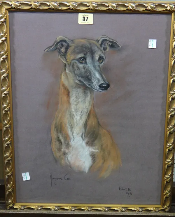 Marjorie Cox, (1915-2003), Evie; Study of a Greyhound, pastel, signed, inscribed and dated 1971, 45cm x 34cm.  K1