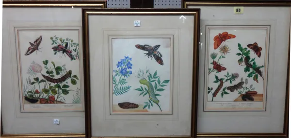 English School (19th century), Botanical studies, three, pen, ink and watercolour, the largest 27cm x 19cm.(3)  K1