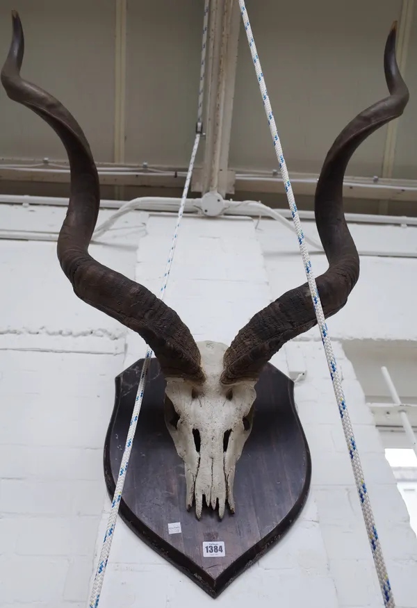 A kudu skull and horns, mounted on an ebonised wooden shield, 120cm wide.