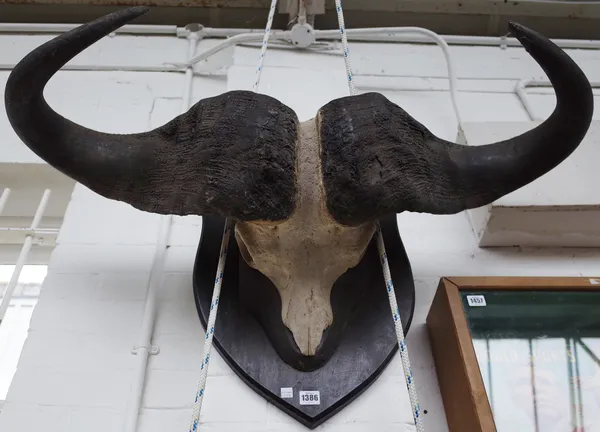 A Cape Buffalo skull and horns mounted on an ebonised oak shield, 104cm wide.