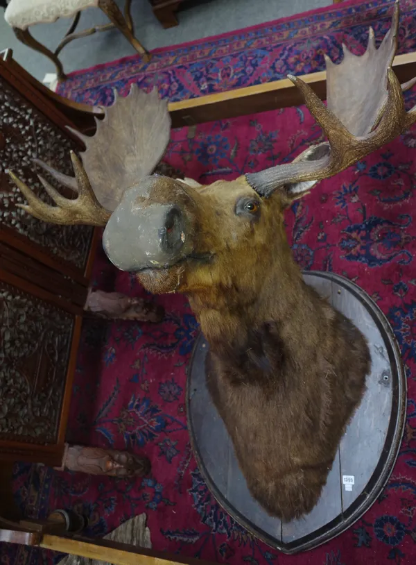 Taxidermy; a large moose head and composite antlers, circa 1900, mounted on a shaped wooden backplate, 140cm high, 100cm protrusion.