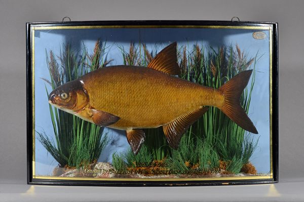 Taxidermy; F.W. Anstiss, London, 1911; a stuffed bream, mounted against a naturalistic backdrop in a bowfront case, detailed 'BREAM 5lbs, caught by Mr