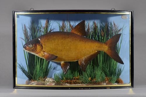 Taxidermy; F.W. Anstiss, London, 1911; a stuffed bream, mounted against a naturalistic backdrop in a bowfront case, detailed 'BREAM 5lbs, caught by Mr
