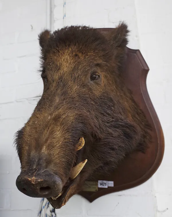 Taxidermy; a stuffed wild boar head, mounted on an oak shield back with traces of a trade label, titled to the front 'Chasse de Poteaupre 2 Janvier 19