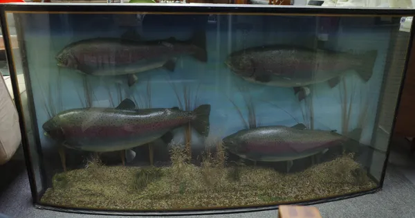 Taxidermy; a large bowfront glazed case of four Rainbow trout, dated 1992 and with details of capture, the largest 17lb 10 oz, 86cm high x 166cm wide