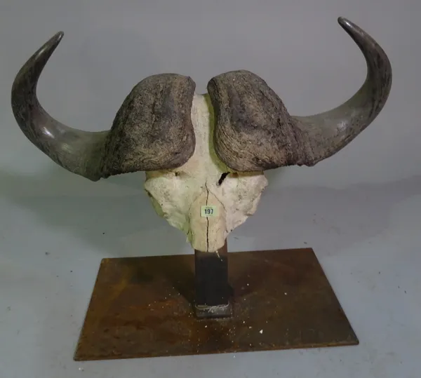 Taxidermy; an early 20th century Cape Buffalo skull, on wrought iron plinth base, (a.f), 92cm wide.