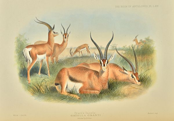 SCLATER (P.L.) & THOMAS (O.)  The Book of the Antelopes.  4 vols., 100 coloured plates (by Wolf & Smit) and text illus.; earlier 20th cent. half moroc