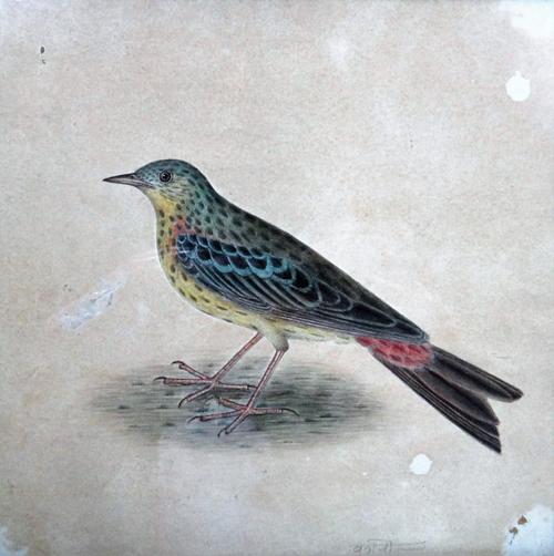 Anglo-Indian Company School (19th century), Bird studies, a pair, watercolour, one signed with Indian script, each 18cm x 18cm.(2)