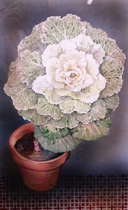 S** M** (20th century), Still life studies of potted cabbages, a pair, watercolour, one signed with initials, each 43cm x 27cm.(2)
