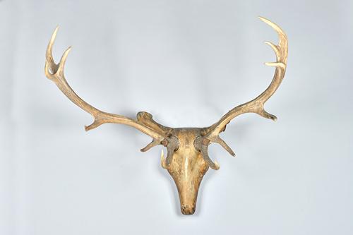A Black Forest region wood and metal stags head, late 19th/ early 20th century, twelve point antlers, carved and painted decoration, of crude construc