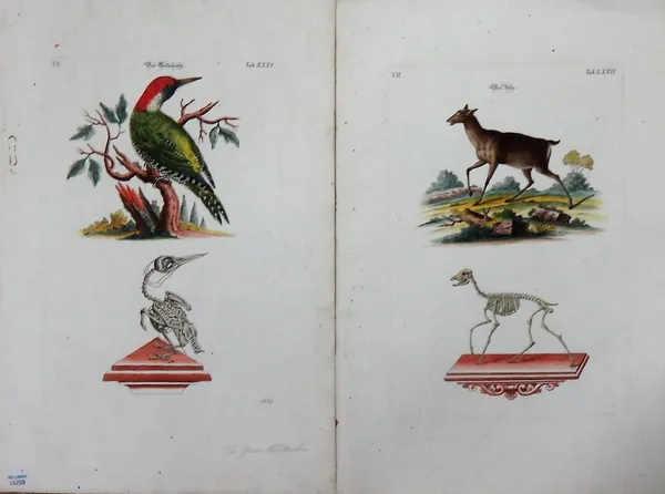 After J.D. Meyer, The Green Woodpecker, Oriel Deer & Faun, engravings with hand colouring, a pair of birds after George Edwards, a Spanish fashion pla