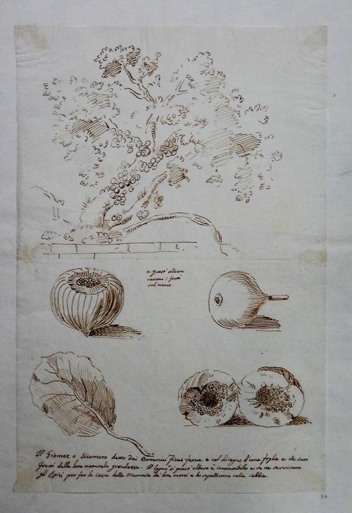 Attributed to Pietro Antonio Novelli (1729-1804), Studies after the antique, eight, pen, ink and wash, mounted on one sheet, overall size 49cm x 65cm.